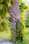 Chinese Wisteria - Wisteria blooming in summer garden . Wisteria sinensis Sweet