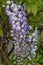 Chinese Wisteria - Wisteria blooming in summer garden . Wisteria sinensis Sweet