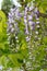 Chinese Wisteria - Wisteria blooming in summer garden . Wisteria sinensis Sweet