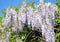 Chinese wisteria (Wisteria sinensis)