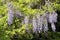 Chinese wisteria (Wisteria sinensis)