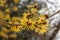 Chinese witch hazel or Hamamelis Mollis plant in Saint Gallen in Switzerland