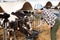 Chinese woman feeding calves in stall