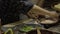 Chinese woman prepares dumplings for sale