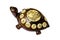 Chinese Wooden Turtle