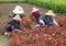 Chinese worker planting flowers