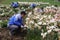 Chinese worker planting flowers