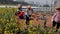 Chinese workers plant yellow flowers in the city center