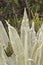 Chingaza, Colombia. Detail of the leaves of a frailejon, espeletia