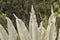 Chingaza, Colombia. Detail of the leaves of a frailejon, espeletia