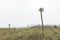 Chingaza, Colombia. Paramo foggy landscape with frailejones, espeletia