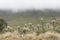 Chingaza, Colombia. Paramo foggy landscape with frailejones, espeletia