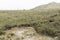 Chingaza, Colombia. Paramo landscape with frailejones, espeletia