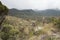 Chingaza, Colombia. Paramo landscape with frailejones, espeletia grandiflora