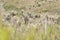 Chingaza, Colombia. Paramo landscape with frailejones, espeletia grandiflora