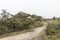 Chingaza, Colombia. Paramo landscape: vegetation, a trail and a hill in the mist