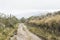 Chingaza, Colombia. Path through a moor landscape, native plants and mountains