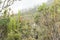 Chingaza. Landscape, rain in the moor, fog and plants, as frailejones, espeletia