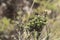 Chingaza National Natural Park, Colombia. Moor vegetation