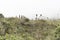 Chingaza paramo landscape with puyas and frailejones, espeletia uribei