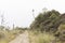 Chingaza, trail and paramo vegetation: puyas and frailejones, espeletia uribei