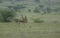 Chinkara feeding in grassland at Supe