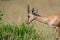 A chinkara or Gazella bennettii  from indian forest