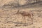 Chinkara Gazella bennettiiin Desert Wildlife Sanctuary