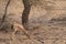 Chinkara Gazella bennettiiin Desert Wildlife Sanctuary