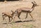 Chinkara Indian gazelle and Fawn