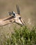 Chinkara or Indian gazelle or Gazella bennettii an Antelope