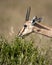 Chinkara or Indian gazelle or Gazella bennettii an Antelope portrait grazing green leaves from plant at ranthambore national park