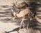 Chinkara Indian Gazelle Group Walkling