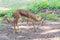 Chinkara Indian Gazelle Male