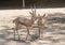 Chinkara Indian Gazelle pair stading