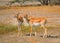 Chinkara or Indian gazelles in the forest.