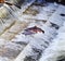 Chinook Coho Salmon Jumping Issaquah Hatchery Washington State