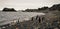 Chinstrap and Gentoo Penguins coming out of the ocean on Deception island in Antarctica.