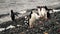 Chinstrap and Gentoo Penguins coming out of the ocean on Deception island in Antarctica.