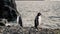 Chinstrap and Gentoo Penguins coming out of the ocean on Deception island in Antarctica.