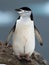 Chinstrap Penguin