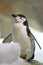 Chinstrap penguin