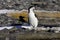 Chinstrap Penguin Antarctica