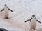 Chinstrap penguin in Antarctica