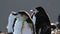 Chinstrap penguin, antarctica close up