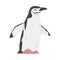 Chinstrap Penguin as Aquatic Flightless Bird with Flippers for Swimming in Standing Pose Vector Illustration