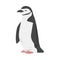 Chinstrap Penguin as Aquatic Flightless Bird with Flippers for Swimming in Standing Pose Vector Illustration