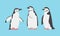 Chinstrap Penguin as Aquatic Flightless Bird with Flippers for Swimming Vector Set