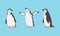 Chinstrap Penguin as Aquatic Flightless Bird with Flippers for Swimming Vector Set