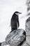 Chinstrap penguin balances on rocks facing right